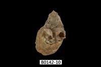 藏品(巨牡蠣(長牡蠣))的圖片